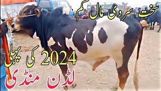 Ludan Cow Mandi 3 January 2024 Qurbani Kay Vip bachry Live weight rate Cholistani Abluk Dhani dajal [upl. by Naejamron245]