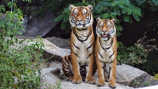 Tigers Unleashing the Roar [upl. by Nesbitt390]