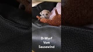 D Wurf vom Sausewind [upl. by Fairfield]