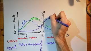 Female Reproductive System  Menstrual Cycle Hormones and Regulation [upl. by Dorcas863]