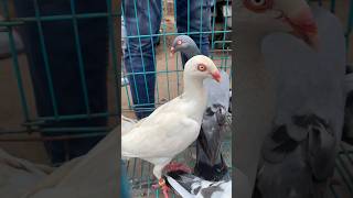 Unique pets kitne ache hai pet kabootar minivlog petsvlog dog cat petvlogger birds [upl. by Airrehs]