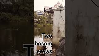 Two bosom crows httpswwwyoutubecomchannelUCdUZ9zKeBkP8oH7ioqpKCeg [upl. by Brey]