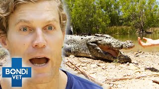 Giant Crocs Head Battle Wounds Shock Vets 😱🐊  Bondi Vet Clips  Bondi Vet [upl. by Edahc]