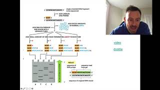 DNA Sequencing Methods OCR Biology A Level 631 [upl. by Eindys]