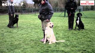 Hunde BasisTraining [upl. by Grath]