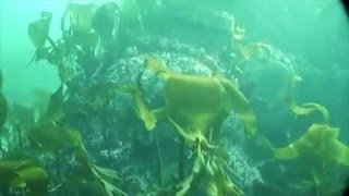 Underwater Video of the German WW1 Destroyer V81 [upl. by Amary938]