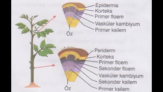52BİTKİSEL DOKULAR SORU ÇÖZÜMÜ [upl. by Arocet746]