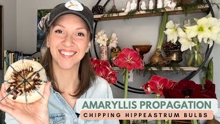 Propagating Amaryllis by Chipping  Notching Hippeastrum Bulbs to Produce Multiple Offsets [upl. by Fe]