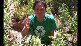 Gardener Sues City of Tulsa For Cutting Down Her Edible Garden [upl. by Bohlin235]