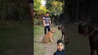 Tiger vs Goat 🐐Goat is no fear the tigeranimalsanimalark animaldayanimalfriends trendingshorts [upl. by Marala]