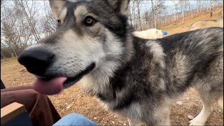 Yamnuska Wolfdog Sanctuary Alberta Canada [upl. by Cheslie]