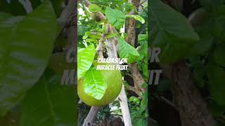 calabash miraclefruit shortvideo [upl. by Ahsennod500]