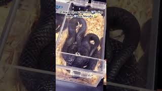 🦎 Black Throat Monitor ➡️ Indigo Snake ➡️ Boa 🐍 animals lizard pets [upl. by Ahsinehs]