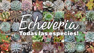 Todas las ESPECIES de ECHEVERIA del Mundo  194 Suculentas [upl. by Ttej]