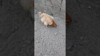 Galinha caipira pena chata amarela top 😯🐔😱🤠 [upl. by Anyahc197]