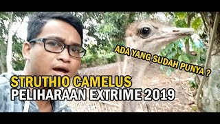 STRUTHIO CAMELUS  PELIHARAAN EXTRIME 2019 [upl. by Enidaj]