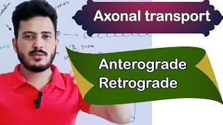 axonal transportanterograde transport retrograde transport [upl. by Aseram]