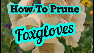 How to prune foxgloves [upl. by Scherle]