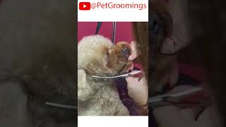 Poodle Puppy Gets Fluffy Haircut  Adorable Dog Grooming Transformation puppy doggroominglife [upl. by Jamnes]