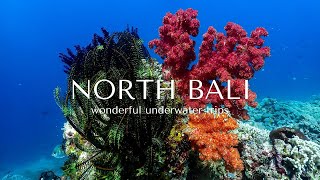 Underwater Trips in North Bali for snorkeling and freediving [upl. by Alexei]