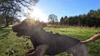 Winter down Cumbernauld fields with Otis [upl. by Eenrahc]