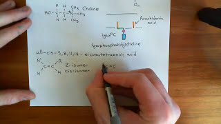 Insulin Synthesis and Secretion Part 7 [upl. by Ylatfen32]