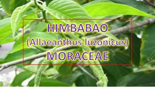 Himbabao Allaeanthus luzonicus  Moraceae  Trees for Urban Spaces  Philippine Native Trees [upl. by Airdnat]