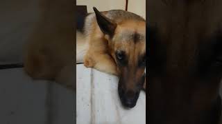 Lazy daisy cuteanimals daisylife dogowner germanshepherd doglover shorts shortvideo [upl. by Grania601]