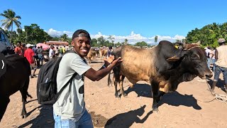 Vin gade pri yon bèf nan mache Disis okay [upl. by Diley]