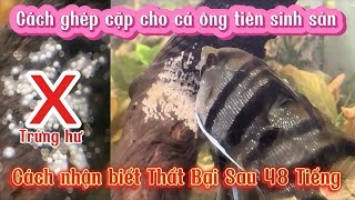 Cách Nhận Biết Cá Ông Tiên Trống Mái  Cách Ghép Cặp Cá Ông Tiên Sinh Sảnaquarium fish [upl. by Ispep960]