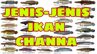 JenisJenis Ikan Channa  Ikan Channa CantkCantik bettabrotherhood [upl. by Amalbergas]