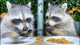 Baby Raccoons Dog Food Party [upl. by Itaws]