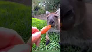 Kangaru helptrending funny automobile shortviralvideo shortvideo automobile [upl. by Nyladam251]