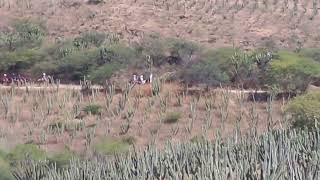 La cabalgata pasando por el conocido cuajilote en chichihualtepec Video Cortesía Sr Joel Bonilla [upl. by Burtie]