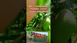 Bari 11 mango plant available shorts farmingvideo farming fruit live [upl. by Ailama]