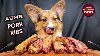 ASMR Mukbang Corgi Dog Eating Pork Ribs 🥩 [upl. by Bigot284]