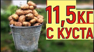 УРОЖАЙ КАРТОФЕЛЯ ВЕДРО С КУСТА ВЫРАЩИВАНИЕ КАРТОШКИ В ЯЩИКЕ [upl. by Lemart364]