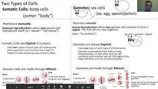 Somatic Cells vs Gametes [upl. by Nwotna]