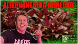 Alternanthera Reineckii Care Guide How to grow Alternanthera Reineckii easy red aquarium plant [upl. by Oech42]