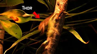 Lizards FIGHTING to MATE with females Dominant Green Anole Thor Goes NUTS [upl. by Seuqram]