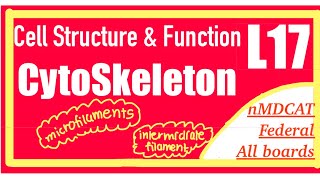 Cytoskeleton  Easy explanation  Cell biology [upl. by Cordi]