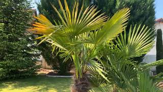 palmiers trachycarpus fortunei VS wagneranius [upl. by Xyla]