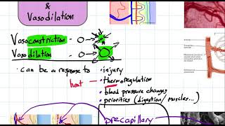 vasoconstriction and vasodilation [upl. by Gean995]