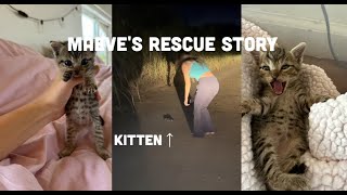 Maeves Rescue Story Finding a kitten in the middle of a dirt road [upl. by Relyc]