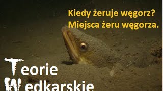 Teorie wędkarskie  Kiedy żeruje węgorz Miejsca żeru węgorza [upl. by Savill]