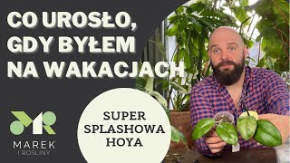 Co urosło gdy byłem na wakacjach oraz super splashowa hoya [upl. by Giarc]