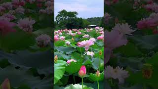 Blossoms in Full Bloom🌸💕🌼 nature gardenrose rose flowers love bloomsoftheday garden [upl. by Aja]