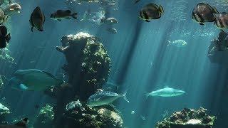 A TOUR OF NOUMEA NEW CALEDONIA markets aquarium and zoo  Dāv Kaufman Vlogs [upl. by Linc]