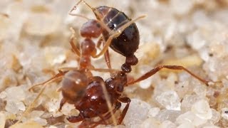 Crazy Ants Detoxify the Venom of Fire Ants [upl. by Stinson]