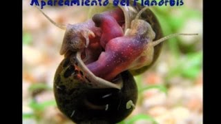 Apareamiento Del Planorbis Planorbis Corneus [upl. by Jac372]